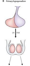 ofte mindre FSH LH testosteron Testikkel-størrelse varierer