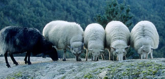 Reglar for god ullhandsaming Hald ulla rein - Pass på at det ikkje kjem høy eller anna rusk i ulla medan ulla er på sauen. Pass også på at ulla ikke blir tilskitna.