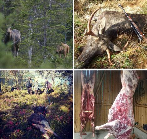 Elg og hjort i Vest-Agder 8 FAUN RAPPORT 9 8 Viltforvaltning Morten Meland