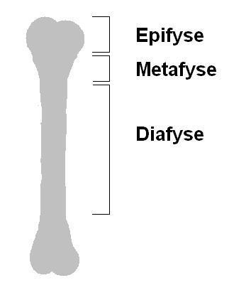 Fibrøs dysplasi i lange knokler Metafyse og diafyse er påvirket epifysene (enden av rørknokkelen) er som regel spart Forandringene sitter ofte sentralt Kan ekspandere/utvide seg Tetthet Avhengig av