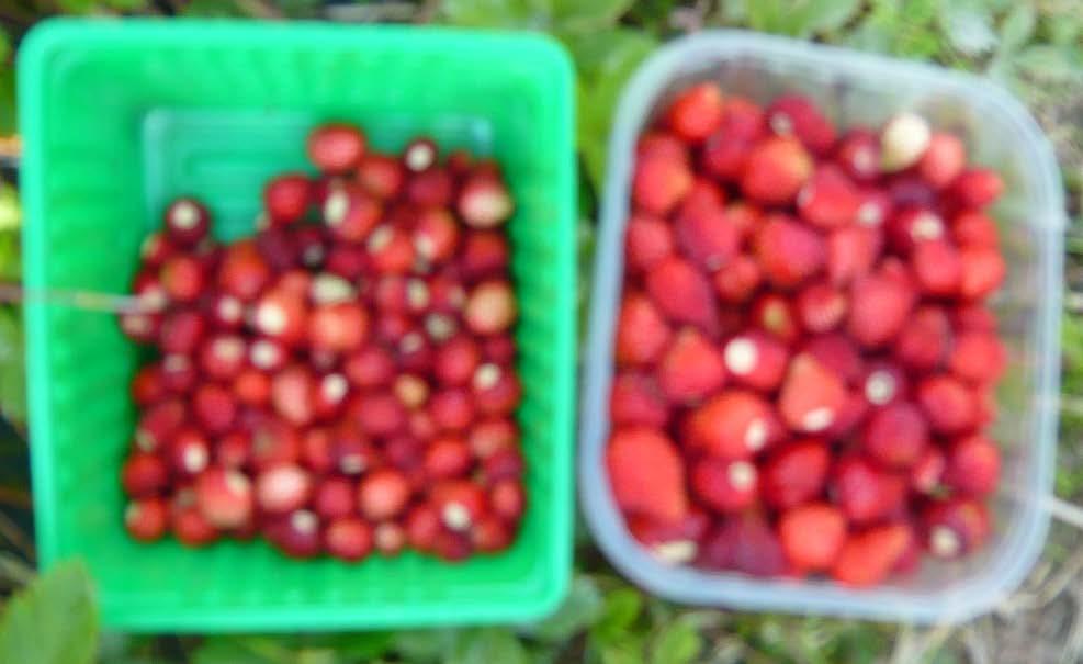markjordbær kan man tilsynelatende oppnå en produksjon på 75-100 % av avlingen på en vanlig korona åker. Bærstørrelsen er liten og plukkeomkostningen er det som er utfordringen.