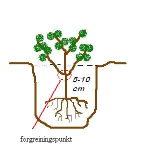 Ved planting skal plantene settes så dypt i jorda at forgreiningspunkt er minst 10