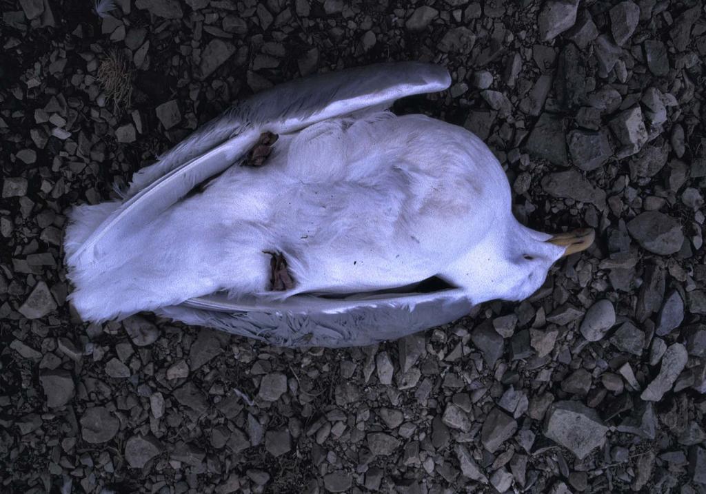 Bakgrunn Stort antall døde fugler funnet på 80-tallet Høye