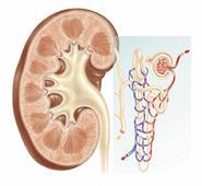 Årskontroll 2016, URIN Totalt antall med urinprøver 89% 2391 / 2689 Antall med microalbuminuri ACR > 2,5 mg /mmol