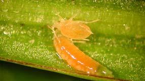 Nyttedyr som ikke er prøvd i bringebær Aphidolets aphidimyza (bladlusgallmygg) Tar de fleste bladlusarter