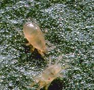 Amblyseius californicus Spiser alle stadier av spinnmidd samt pollen Kan overleve lenger uten mat enn Phytoseiulus