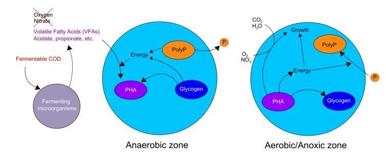 Biologisk fosfor fjerning Anaerobisk miljø: Fosfat akkumulerende bakterier benytter energi fra polyfosfater og fosfat som