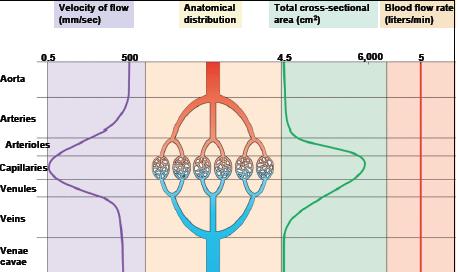 Anatomisk