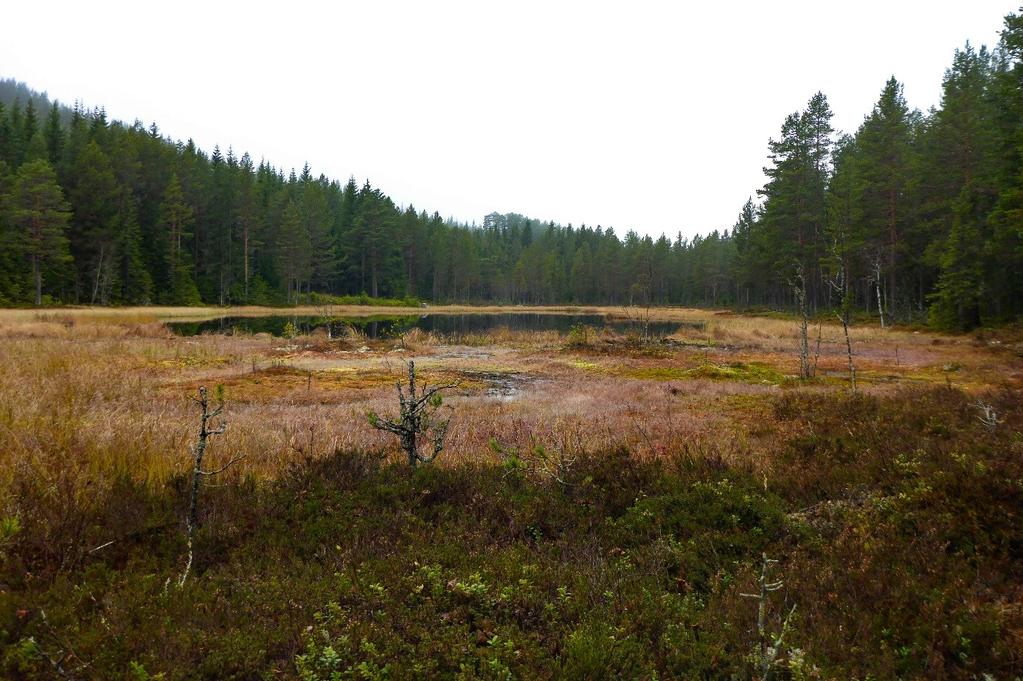 Figur 1: Lomtjernet sett mot NV. Foto: U.T.Grøtberg 17.10.2017.