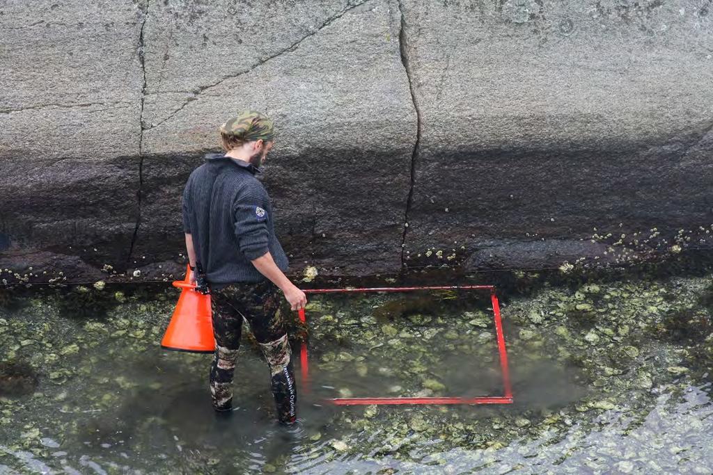 Figur 9. Statens naturoppsyn har testet ut noen metoder for bekjempelse av stillehavsøsters. Foto: Per Espen Fjeld Statens naturoppsyn 15.