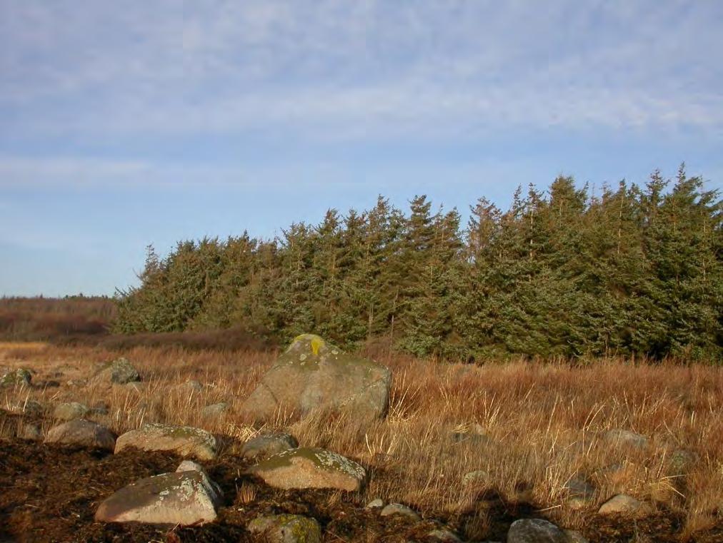 Figur 11. I Nevlungstranda naturreservat ble det fjernet en stor bestand av sitkagran for noen år siden. Foto: Egil Soglo Statens naturoppsyn 19.