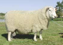 Smekre bein. Ull: Jamn, god ull med bra spenst, men spor av dyrehår. Kropp: 9 9 Bein: 9 Ullkvalitet: 9 8 Ullmengde 9 8,5 Krysshøyde: 77 cm.
