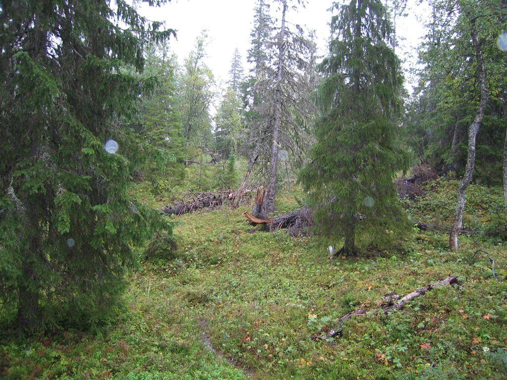 østvendte lia i kjerneområde 1.