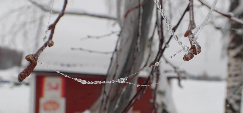 Forrige mandag bygde vi høyere vegger på sitteplassen vår med det 10 centimeter tykke snølaget som lå øverst og kunne løftes av i flak. I går rullet vi store snøballer i den kramme snøen.