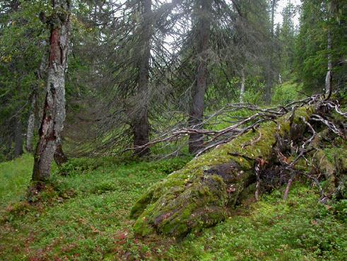 Bilder fra området Storvassåsen Gammel granskog med innslag av grove og