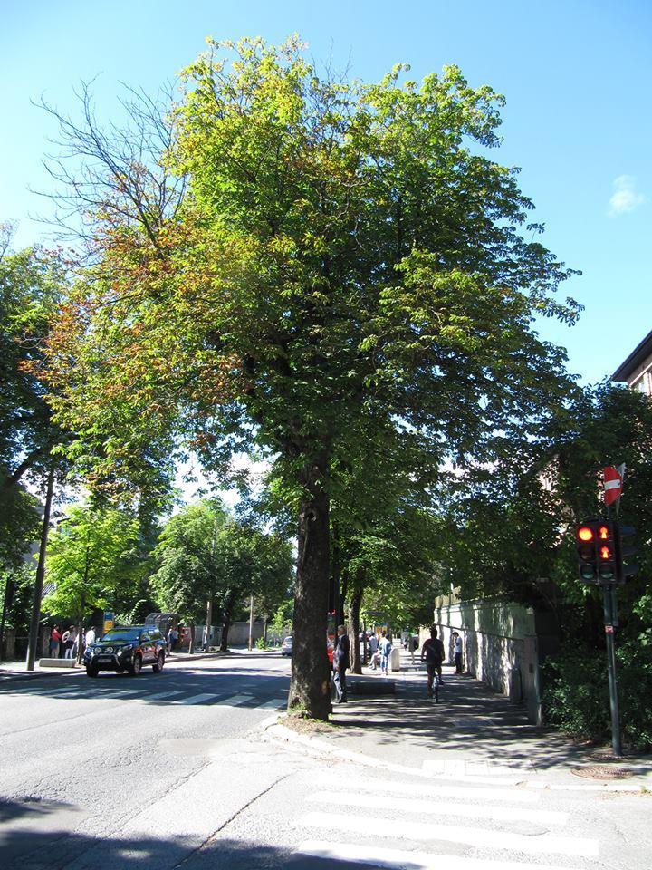 Bacheloroppgave om trær for gatemiljø - Val av treslag for Bygdøy allé 1.