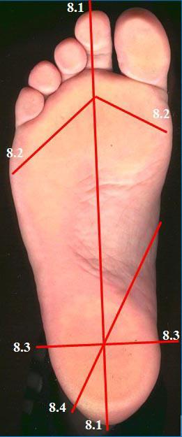 metatarsal (markert med rødt), og er funksjonell når vi går.