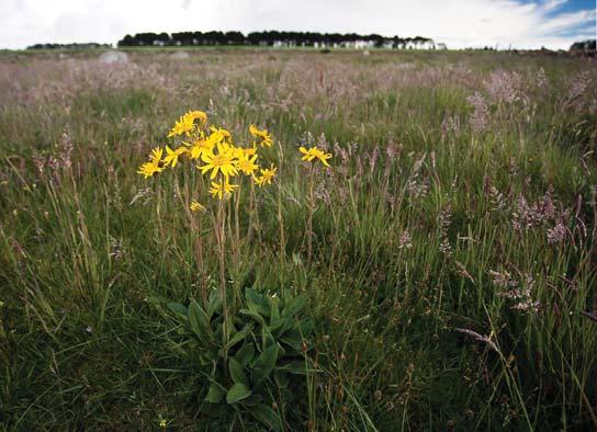 Har han utgitt ca. 35 egne bøker. Tom Schandy er frilansfotograf, skribent og forfatter. Schandy har gitt ut mer enn ti naturbøker, og flere av bøkene er oversatt til engelsk og spansk.