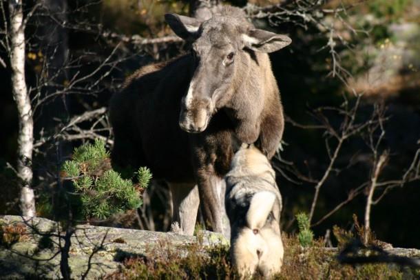 Egenskaper jaktprøve løshund Søk Evne til å finne elg Evne til å stille elg Losarbeidets kvalitet