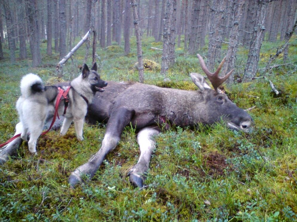 Avl på elghund Eksteriør Jaktegenskaper Elghundrasene er