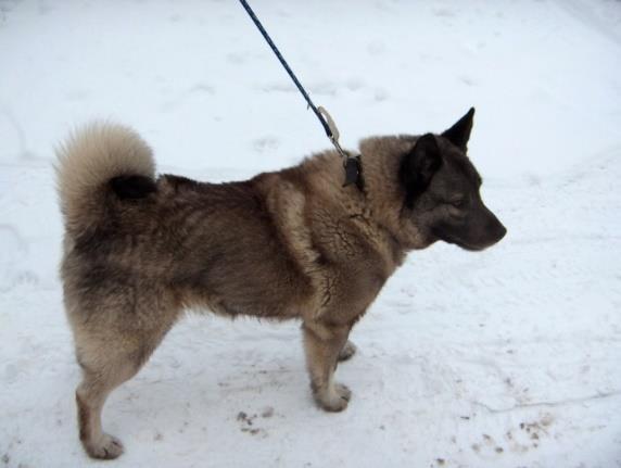 Balder får derfor litt trekk i sin prestasjon for at han er hannhund. Dette for at vi skal kunne sammenlikne hunder på samme grunnlag.