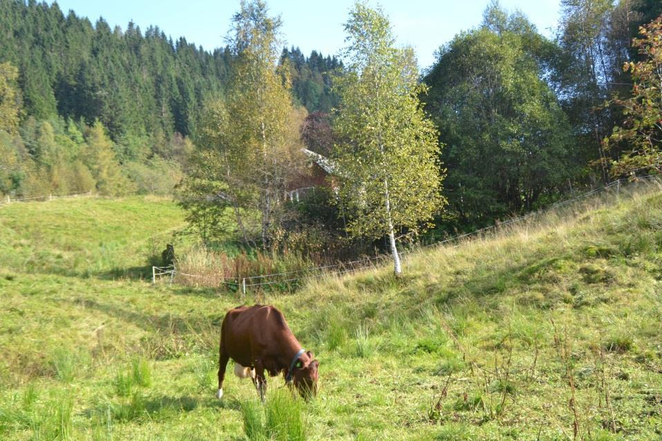 Figur 7. Stasjon 6, i skogholtet bak kua. Tabell 4. Vannlokalitetskodar i vannmiljo.miljodirektoratet.no.