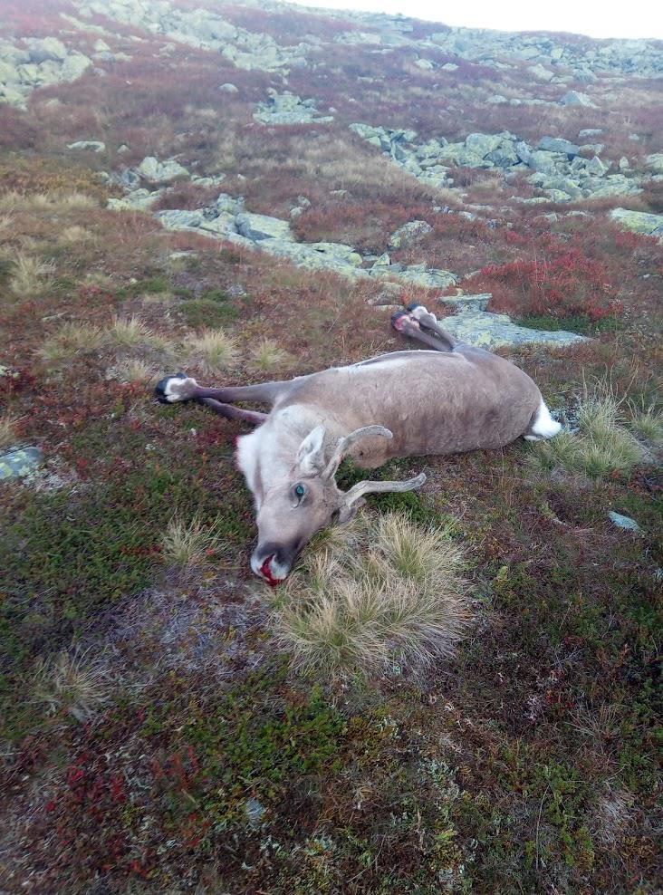 Kolloen statsallmenninger, Frylia, Østkjølen og