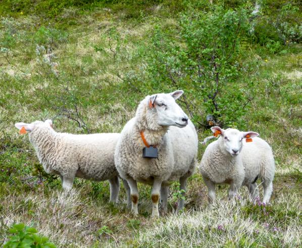«Radiobjellesøye» med to lam.