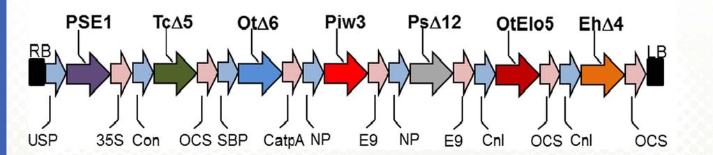 Transgenes inserted to produce the n-3 LC-PUFAs EPA &