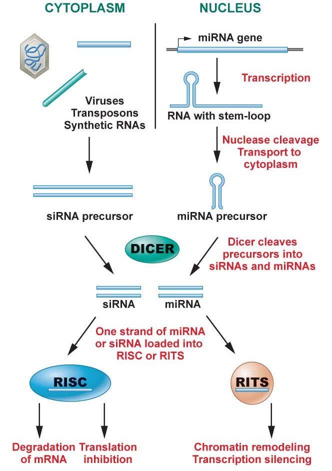 RNAi biologisk prosess oppdaget i