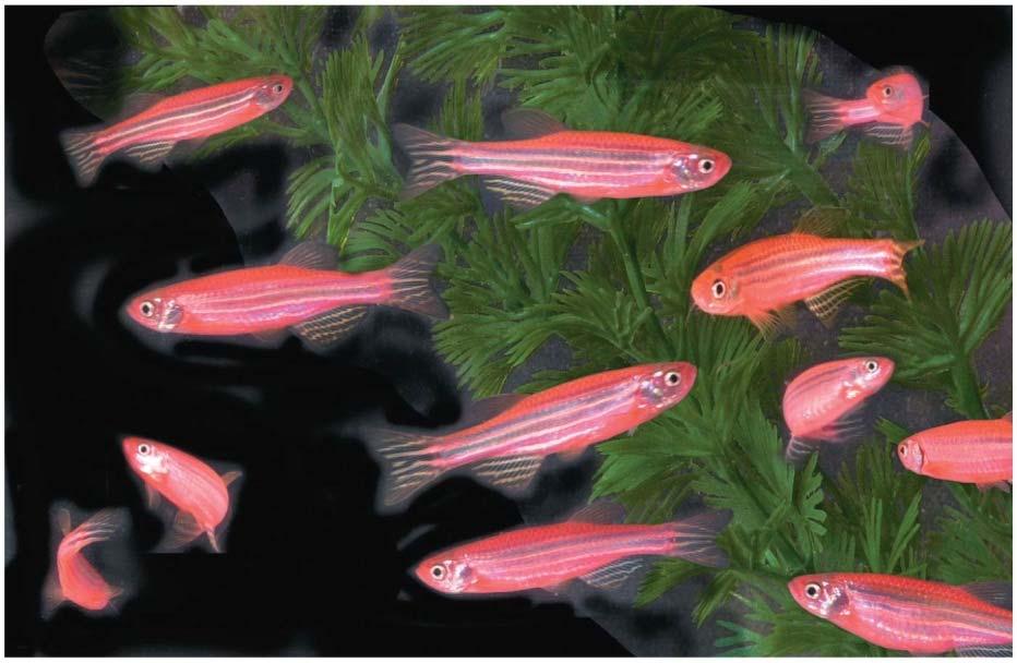 husdyr GloFish zebrafisk med rød