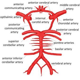 17 av 19 Sensorveiledning (3 poeng) 1 Svar (0,5 poeng) 2 Svar 3 Svar For 3 p kreves følgende arterier nevnt: art. carotis interna, art. cerebri ant./med./post., art. communicans ant./post., art. basilaris, art.