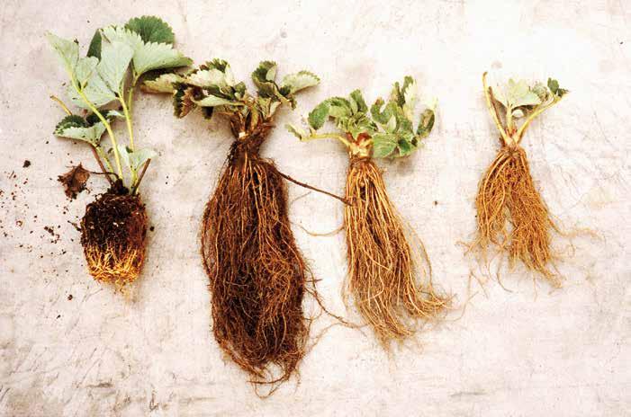 TRAY-PLANTE VENTEBEDPLANTE A+ A Noen av plantetypene som er å få på det europeiske markedet. med midd, virus eller bladnematoder, blir som regel også utløperplantene smitta.