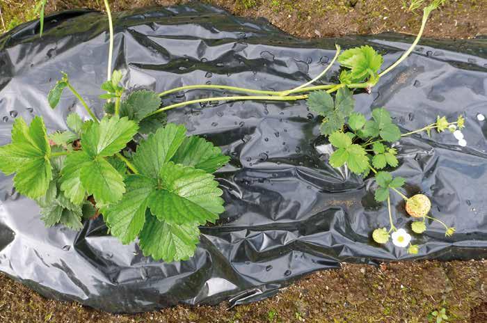 Ulik utvikling etter planting. Planta uten blomster og bær har kraftig vekst og utløpere. Planta med blomster og bær har stagnert i veksten og har heller ingen utløpere.