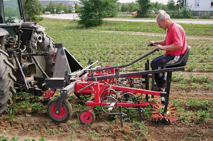 En kombinasjon av djup pløying og bruk av ugrasmidler i vekstsesongen de nærmeste åra før planting kan være avgjørende. Det er viktig at vi kjenner til ugrasfloraen på det aktuelle skiftet.