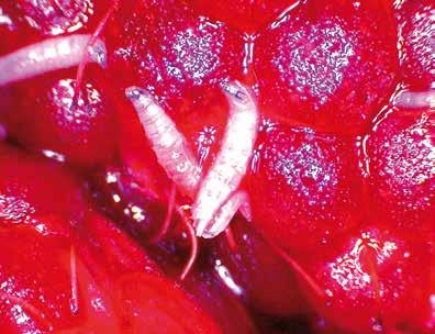degjører i Norge, Sverige og Finland. Bladlusa kan bli spredd med vind eller med importerte jordbærplanter. Den største skaden bladlusa gjør, er å overføre virus.