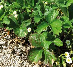 En kombinasjon av flere tiltak reduserer lærråte til et lite problem. Rotstokkråte (Phytophthora cactorum) gir som navnet sier råte i rotstokken.