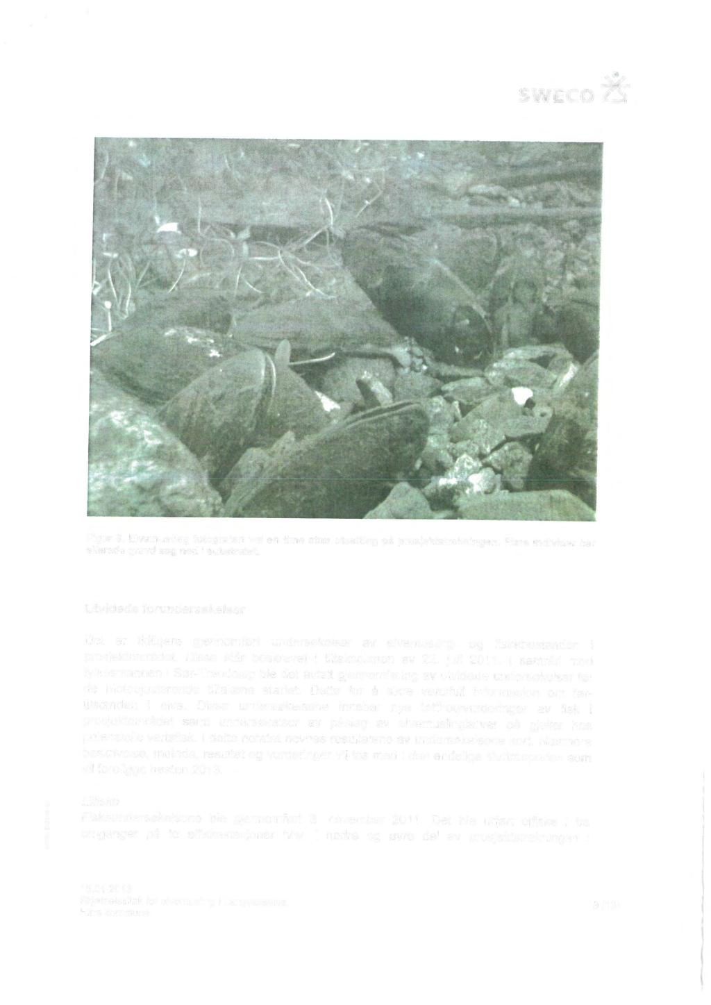Figur 9. Elvemusling fotografert vel en time etter utsetting på prosjektstrekningen. Flere individer har allerede gravd seg ned i substratet.