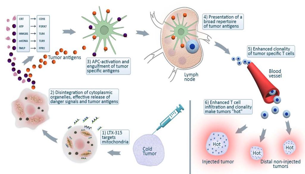 T-cellene kan bli undertrykt av lokale hemmende substanser som kreftcellene skiller ut i selve svulsten.