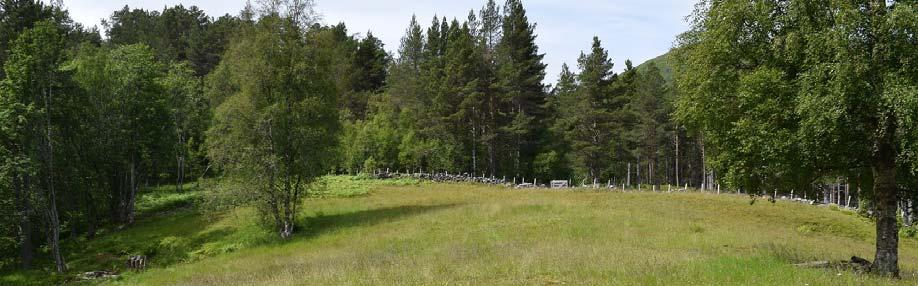 Figur 11. Øverste del av slåttemarka sett mot vest.