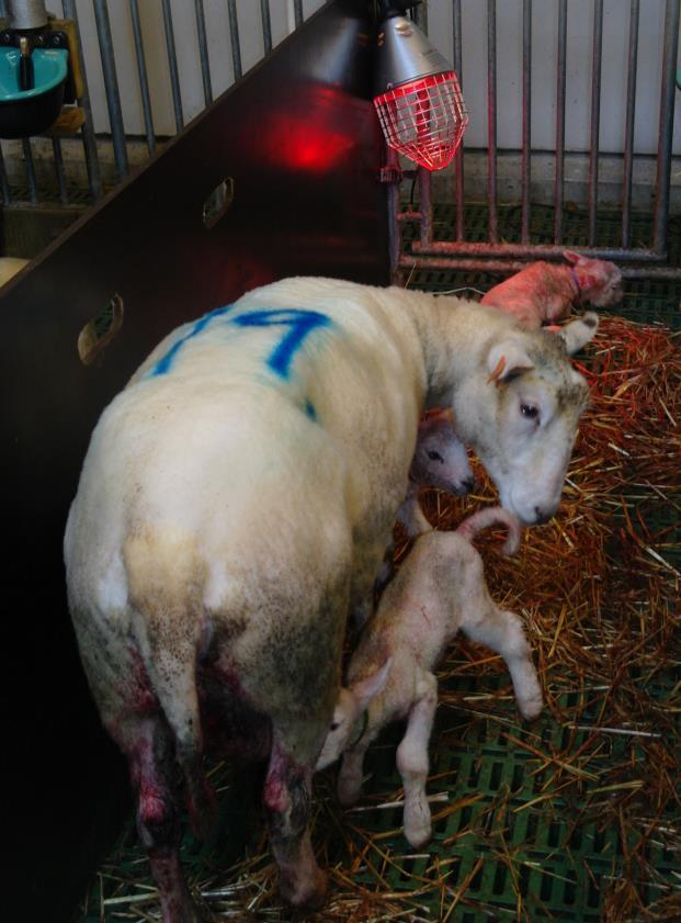 Råmjølk Første mjølka etter fødsel Konsentrert nistepakke for lamma Høgt innhold av energi, vitamin og antistoff (IgG)