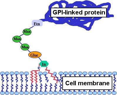 Paroksysmal noctural hemoglobinuri: PNH Klonal stamcelle mutasjon i pig-a genet Glykosylfosfatidylinositol forankring, GPI defekt Partiell: type II celler