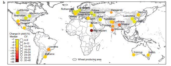 Professor Asseng et al 2015: Ricing temperatures reduse global wheat production Verdens hveteproduksjon