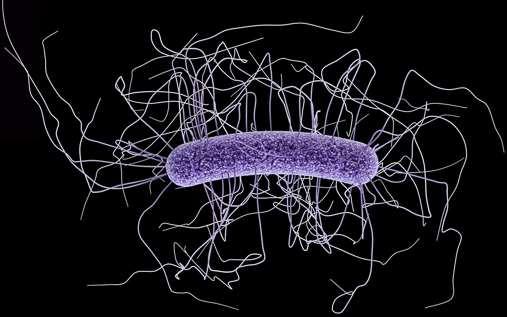 Latin: clostridium (liten spole), difficile (vanskelig) Clostridium difficile er en av de vanligste årsakene til diaré som følge av antibiotikabehandling i