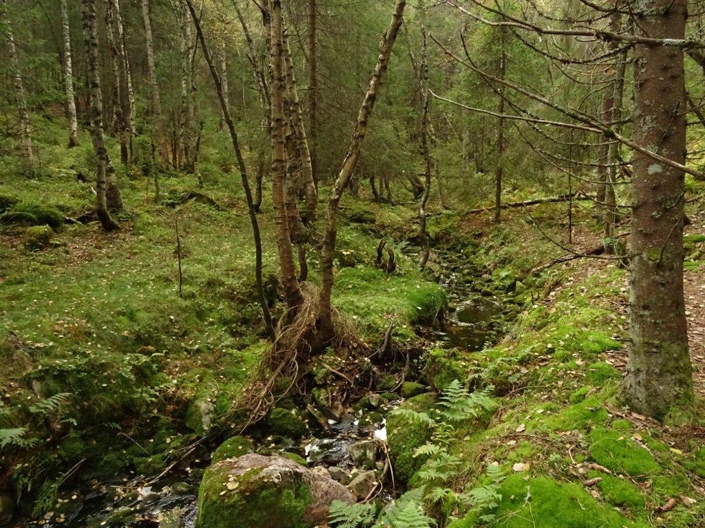 Bilder fra området Grøneliane utvidelse