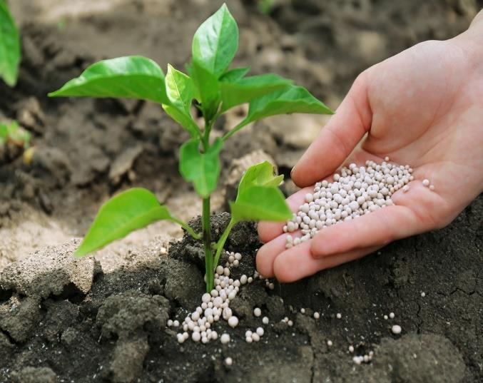 Vann En vei for karbon i jord: Fotosyntese plante- og rotvekst, lite