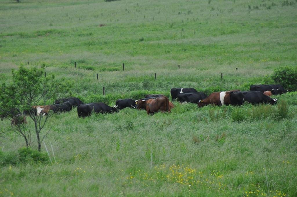 5. BEDRET AGRONOMISK PRAKSIS I GROVFORBASERT DRIFT - MÅLRETTA BEITING Beiting som verktøy for jordoppbygging: nøye beiteplanlegging og flytting av dyr.