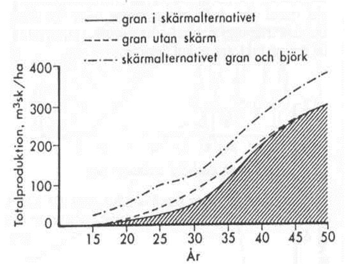 Lavskjerm bjørk over granforyngelse Figur fra Lundh og Josefsson 1989 Lavskjerm med bjørk kan bidra til bedre overlevelse og