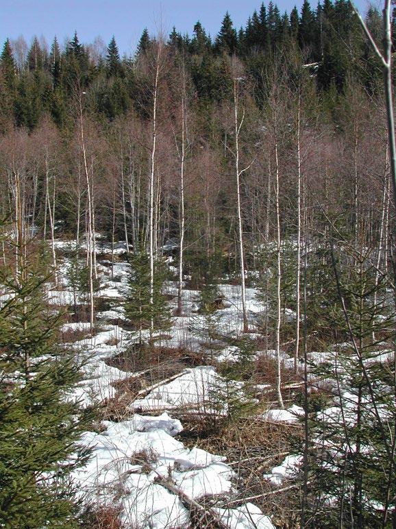 Virkningen av bjørkeskjerm på etablering og vekst hos bartrær utplantet i Nord-Norge. Norsk institutt for skogforskning.