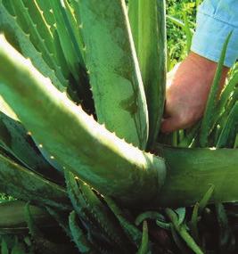 Aloe Vera hos LR LR er en av markedets største produsenter av Aloe Vera-produkter LR bruker utelukkende bearbeidet